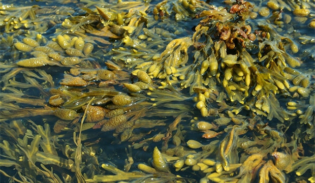 Is seaweed fabric waterproof?